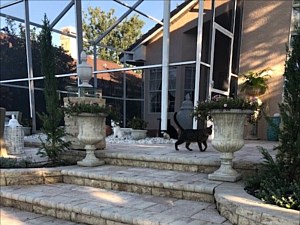 Masonry Steps Renovation, Odessa, FL